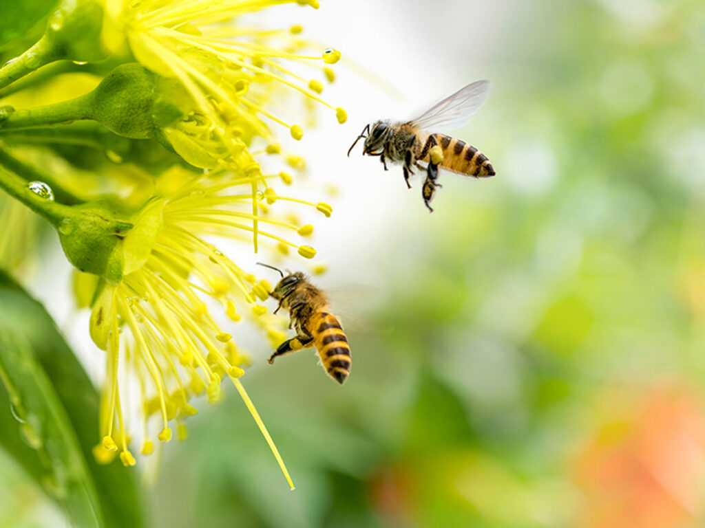 Nature's Nudge Manuka Honey Benefits