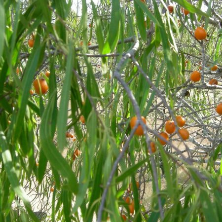 Gumbi Gumbi (Pittosporum Angustifolium)